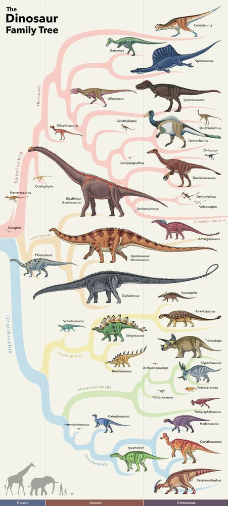 Dinosaur Reference Photo, Paleoart Dinosaurs, Dino Facts, Prehistoric Animals Dinosaurs, Dinosaur Family, Dinosaur Facts, Dinosaur Sketch, Illustration Tree, Family Tree Art