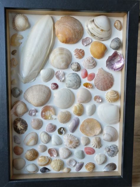 Framed seashells Glue For Shell Crafts, Shell Displays, Seashell Shadow Boxes, Vacation Photo Ideas, Shell Display, Coastal Crafts, Vacation 2023, Seashell Projects, Sea Shell Art