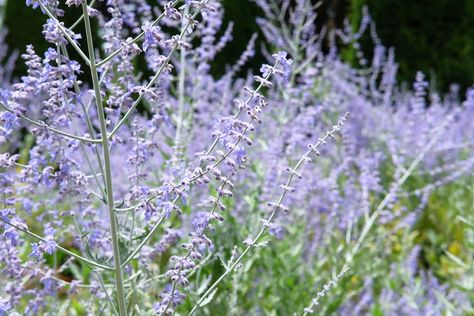 Perovskia Blue Spire, Beautiful Gardens Landscape, Purple Flowering Plants, Holly Plant, Long Blooming Perennials, Russian Sage, Sage Plant, Sea Holly, Herbaceous Border