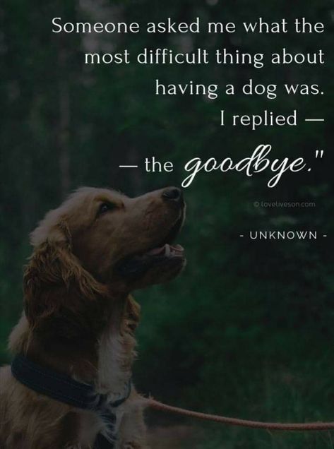 Pet Quotes Dog, Cake Dog, Miss My Dog, Pet Quotes, Dog Poems, Dog Quotes Love, Dog Heaven, Pet Remembrance, Airedale Terrier