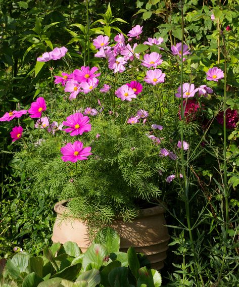 How to grow cosmos: expert tips on when and where to plant | Cosmos Garden, Chocolate Cosmos, American Meadows, When To Plant, Eco Friendly Garden, Attracting Beneficial Insects, In Home Garden, Wildlife Gardening, Growing Seeds