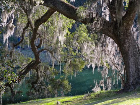 Live Oak with Spanish Moss, Moncks Corner, S.C. Kingdom Plantae, South Carolina Homes, Live Oak, Spanish Moss, South Carolina, Charleston, Favorite Places, Photography