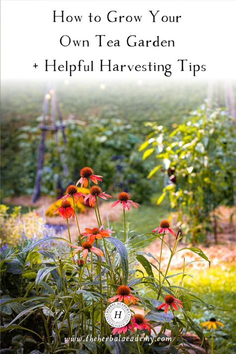 How to Grow Your Own Tea Garden + Helpful Harvesting Tips | Herbal Academy | Whether you’re buying tea or growing your own tea garden, making tea is a time of thoughtfulness where you are actively nourishing your body. Herbal Tea Garden, Food Forest Garden, Herbal Academy, Medicinal Tea, Asclepias Tuberosa, Making Tea, Mountain Rose Herbs, Tea Plant, Achillea Millefolium