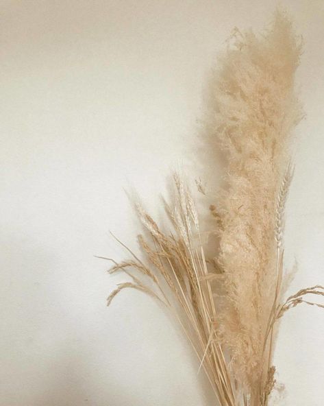 tumblr_p7nwd5mobO1v7mbn3o1_1280 All White Rooms, Wheat Flower, Nordic Room, All White Room, Dried Wheat, Earthy Home Decor, Earthy Home, Pastel Room, Muted Tones