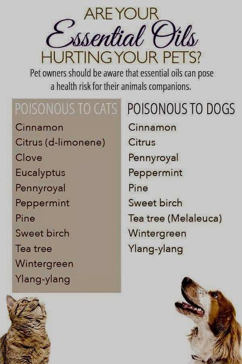 Essential oils poison to cats or dogs Essential Oils Cats, Essential Oils Dogs, Essential Oil Safety, Cat Essentials, Oils For Dogs, Dog Essentials, Living Essentials Oils, Welcome To My World, Essential Oil Diffuser Blends