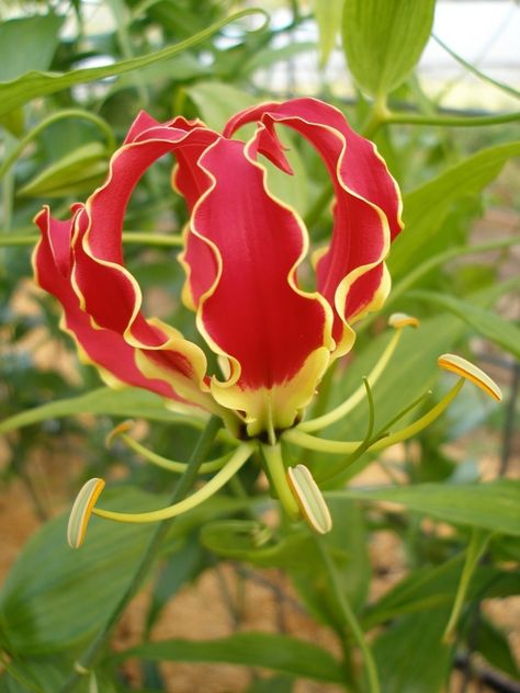 Gloriosa superba is a species of flowering plant in the family Colchicaceae. English language common names include flame lily, climbing lily, creeping lily, glory lily, gloriosa lily, tiger claw, and fire lily. Wikipedia Scientific name: Gloriosa superba Higher classification: Gloriosa Rank: Species Glory Lily, Flame Lily, Gloriosa Lily, Fire Lily, Lily Bulbs, Lily Flowers, Perennial Herbs, Rare Flowers, Flowering Vines