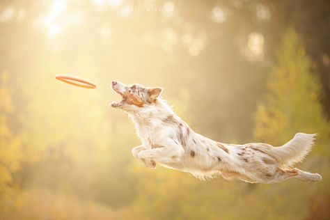 Dog Jumping Reference, Dog In Field, Dogs Jumping, Dog Funnies, Dog Catching Frisbee, Underwater Dog Photography, Dog Frisbee, Dogs Running In Field, Shooting Inspiration