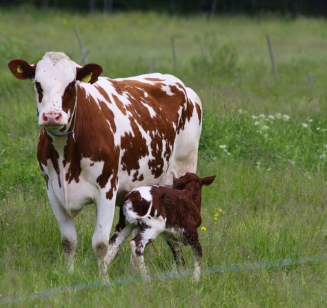 Hf Cow, Cow Holstein, Farm Livestock, Nguni Cattle, Dairy Farming, Dairy Cattle, Cow Pictures, Beef Cattle