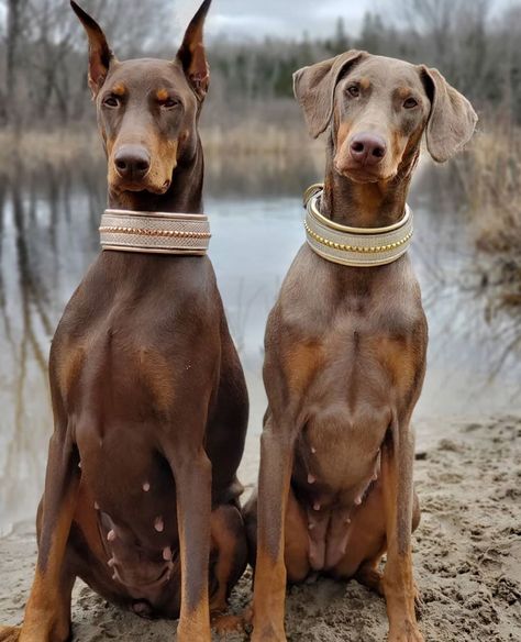 6,457 mentions J’aime, 66 commentaires – Doberman Pinschers (@doberman_pinschers) sur Instagram : « Beauties! @doberman.sisters » Fawn Doberman, American Doberman, European Doberman, Puppy Barking, Doberman Love, Hairless Dog, Doberman Pinscher Dog, Divine Beauty, Doberman Dogs