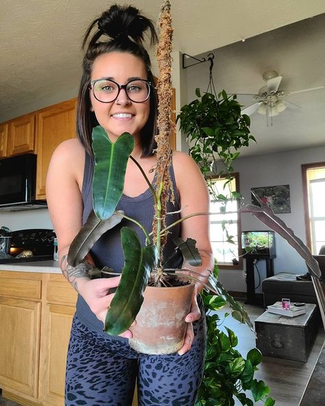 Philodendron Atabapoense, Plant Wishlist, Philodendron Plant, Diy Plant Stand, Plant Decor Indoor, Diy Plants, House Plant, Plant Lady, Cool Plants