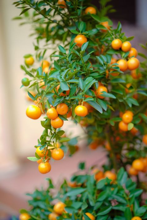 Citrus Tree, Tree Fort, Orange Skin, Orange Grove, Citrus Aurantifolia, Specimen Trees, Citrus Trees, Fall Day, Fall Plants