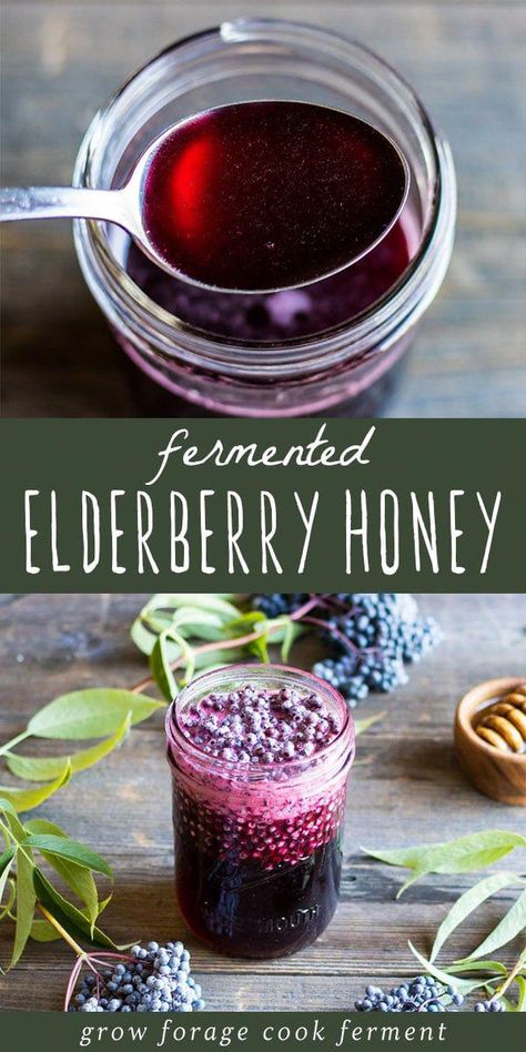 Make this fermented elderberry honey this season to help with cold and flu season. Use foraged elderberries to make this great tasting herbal remedy! #elderberry #honey #fermented #ferment #forage #elderberries #herbalism #herbalmedicine #naturalremedy Fermented Elderberry Honey, Elder Berry Recipes, Elderberry Mead Recipe, Elderberry Aesthetic, Elderberries Benefits, Foraging Elderberries, Honey Medicine, Homestead Apothecary, Herbal Cabinet