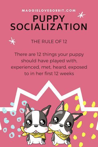 Puppy socialization - the rule of 12 Puppy Socialization, Dog Minding, Puppy House, Easiest Dogs To Train, Dog Behavior Problems, Pack Leader, Puppy Training Tips, Aggressive Dog, Training Your Puppy