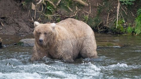 Male Bear, Mom Bear, Bear Attack, Katmai National Park, Bear Names, Mother Bears, Park Ranger, Beautiful Sights, Mama Bear