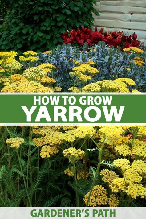 Yarrow Plant, Garden Perennials, Yarrow Flower, Globe Amaranth, Better Homes And Garden, Pollinator Garden, Late Spring, Green Witch, Flowers Perennials