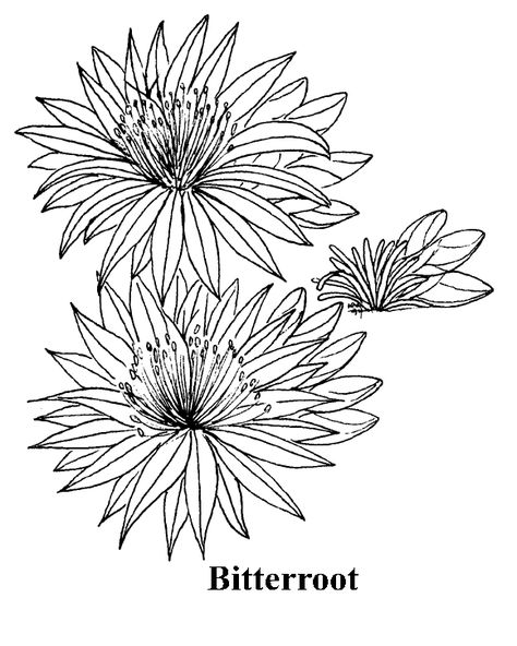 montana state flower - Google Search Bitterroot Flower Drawing, Montana State Flower Tattoo, Montana Bitterroot Flower Tattoo, Montana Flower Tattoo, Bitterroot Tattoo, Montana Bitterroot Flower, Bitterroot Flower Tattoo, Montana Tattoos, Montana Tattoo Ideas