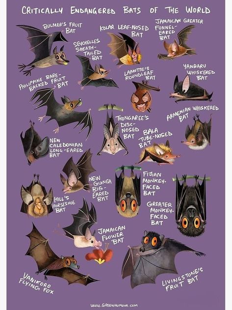 Tiger Species, Animal Infographic, Slow Loris, Bat Species, World Poster, Panther Art, African Wild Dog, Animal Species, Ceramic Animals