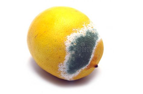 Moulded lemon. Molded lemon on a white background #Sponsored , #Paid, #AFFILIATE, #lemon, #white, #Molded, #Moulded Moldy Lemon, Lemon Slice Photography, Lemon Collage Art, Lemon Splash Png, Brochure Design Template, A Level Art, Life Art, Molding, White Background