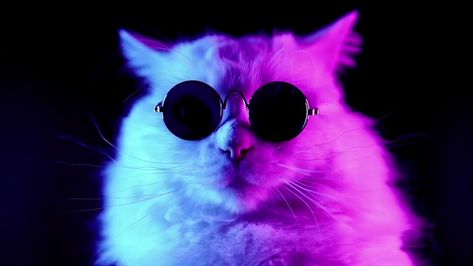 You could watch this cat video for 30 seconds. Or you could request a ballot application and get ready to vote by mail in your state. 2020upto.us Wallpapers Hd, I Hope, Wallpapers