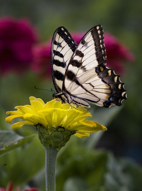 Butterflies Photos, Butterflies On Flowers, Butterfly On Flowers, Flower With Butterfly, Butterfly On A Flower, Butterfly With Flowers, Tropical Butterfly, Most Beautiful Butterfly, Butterfly On Flower