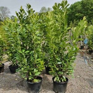 Laurel Hedging Plants from Evergreenhedging.com | UK Delivery Evergreen Trees For Privacy, Skip Laurel, Espalier Trees, Laurel Hedge, Courtyard Plants, Shrubs For Privacy, Tall Shrubs, Fast Growing Evergreens, Laurel Tree