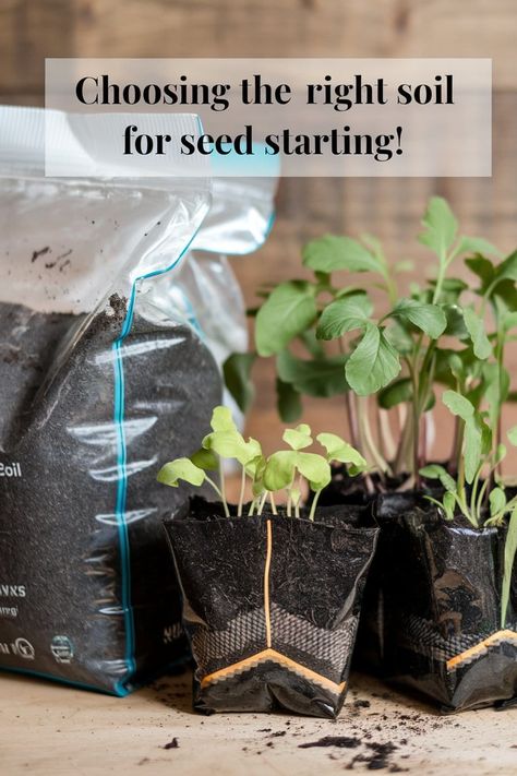 Choosing the Right Soil for Indoor Seed Starting Indoor Seed Starting, Planting Seeds Indoors, Seed Starting Soil, Starting Seeds, Starting Seeds Indoors, Set Yourself Up For Success, Garden Steps, Plant Labels, Peat Moss