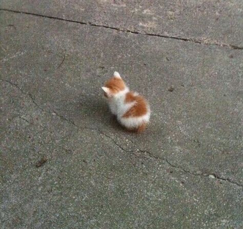 Kittens, Orange, White