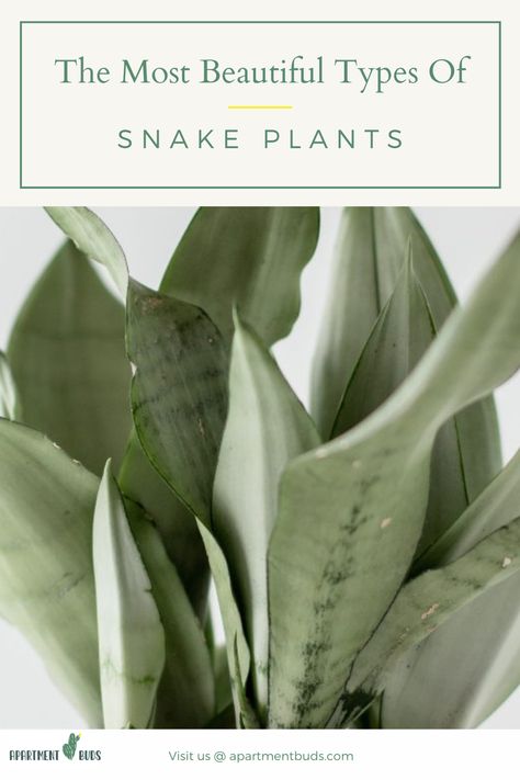 We all love snake plants. Here is a list of our favorite types of snake plants. Snake Plant Types, Snake Plant Varieties Chart, Types Of Snake Plants, Snake Plant Indoor, Snake Plant Varieties, Kinds Of Snakes, Types Of Snake, Pretty Snakes, Lucky Plant