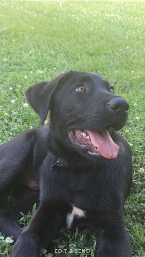 Black lab and German shepherd mix German Shepherd Black Lab Mix Dogs, Black Lab Husky Mix Dogs, Black Lab Mix Dogs, German Shepherd Lab Mix Puppy, Chocolate Lab Mix, Lab Mix Puppies, Black Lab Mix, Greece House, 2025 Goals