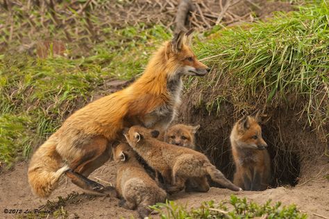 Fuchs Baby, Fantastic Fox, Fabulous Fox, Fox Pictures, Wild Dogs, Cute Fox, Red Fox, Sweet Animals, Animal Planet