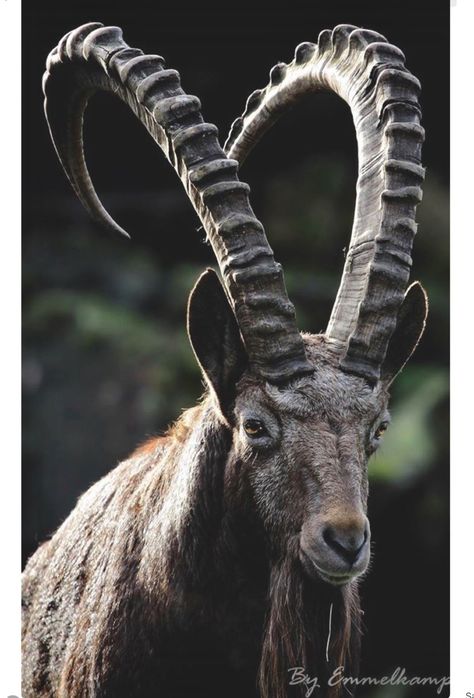 Alpine Ibex, a species of wild goat that lives in herds on the mountains of the European Alps. They are very agile and hardy and can survive on sparse vegetation. Beautiful curving horns! Alpine Ibex, Animals With Horns, Long Horns, Big Horn Sheep, Goat Horns, Goat Art, Majestic Animals, African Animals, Wildlife Animals