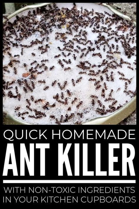 How To Get Rid Of Ants Naturally In The House, What Gets Rid Of Ants, Remedy For Ants In House, Diy Ant Spray Outdoor, Rid Ants In Kitchen, Ant Spray Diy Homemade How To Get Rid, Home Remedy To Get Rid Of Ants, Ants In Kitchen Get Rid Of, How To Get Rid Of Ants Naturally