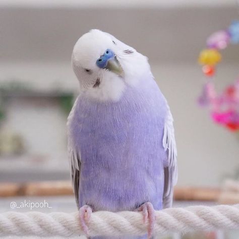 Budgies Bird, Purple Animals, Funny Parrots, Pretty Animals, Nature Birds, Pretty Birds, Cute Animal Photos, Cute Little Drawings, Cute Birds