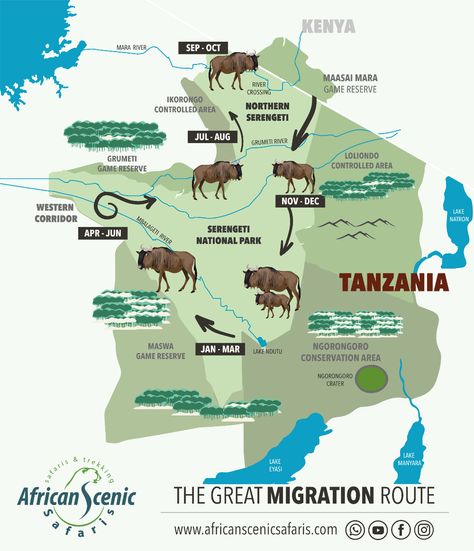 Serengeti Wildebeest Migration Great Migration Serengeti, Africa Infographic, Wildebeest Migration, Calving Season, Zanzibar Travel, Safari In Africa, Great Migration, Conservation Biology, The Great Migration