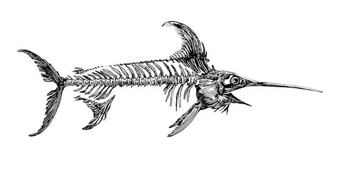 Swordfish Skeleton Tattoo, Swordfish Tattoo Design, Shark Skeleton Drawing, Swordfish Skeleton, Eel Skeleton, Skeleton Fish Tattoo, Shark Skeleton Tattoo, Sailfish Tattoo, Swordfish Drawing