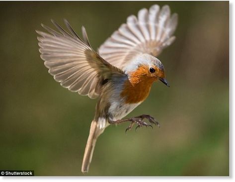 Migrating birds appear to have a 'sixth sense' which means they always manage to find their nesting grounds - a talent that has long mystified scientists. According to new research, which looked at robins (stock image) and zebra finches, a protein called Cry4 is responsible Robin In Flight, Robin Bird Tattoos, Nightingale Bird, Robin Tattoo, European Robin, Zebra Finch, Robin Redbreast, Bird Migration, Robin Bird