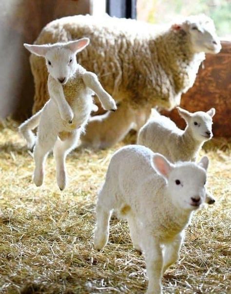 Sheep Art, Baby Sheep, Sheep Farm, Sheep And Lamb, Cute Sheep, Oita, Baby Goats, Animal Photo, 귀여운 동물