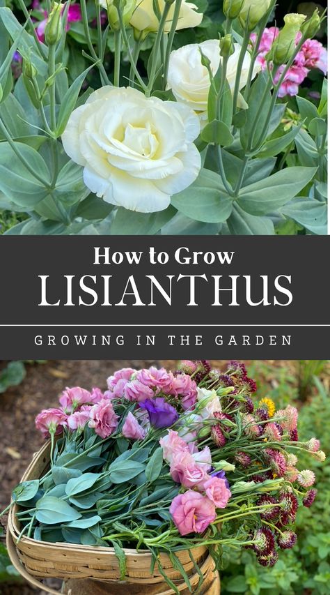 Lisanthius Flowers White, Ranaculus Flowers Garden, Listhanthus Flowers, Liziantusz Flower, Lisianthus Plant, Backyard Flower Garden Ideas Landscaping, Shaded Flower Beds, Lisanthius Flowers, Easy Paper Rose