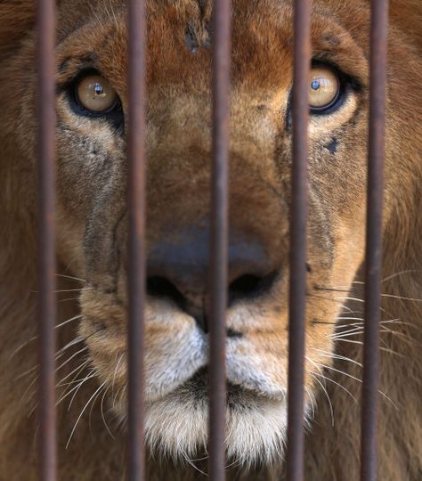 Former circus lions begin journey to South AfricaA blind lion,...  Former circus lions begin journey to South Africa    A blind lion, one that is missing an eye, and 31 others that had worked in circuses began the journey to a South African wildlife sanctuary from Lima, Peru, on Friday in what their rescuers called “the biggest transfer of animals in captivity” ever undertaken.  “These lions have endured hell on earth and now they are heading home to paradise. This is the world for w.. South African Wildlife, Circus Lion, Wildlife Sanctuary, Lima Peru, African Wildlife, Big Cats, South African, On Earth, The Journey