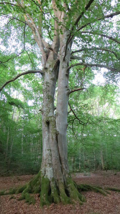 Intertwined. Ness Woods, Inverness Two Trees Intertwined, Trees Intertwined, Intertwined Trees, Two Trees, Twin Flames, Gcse Art, Inverness, Grow Together, Growing Tree