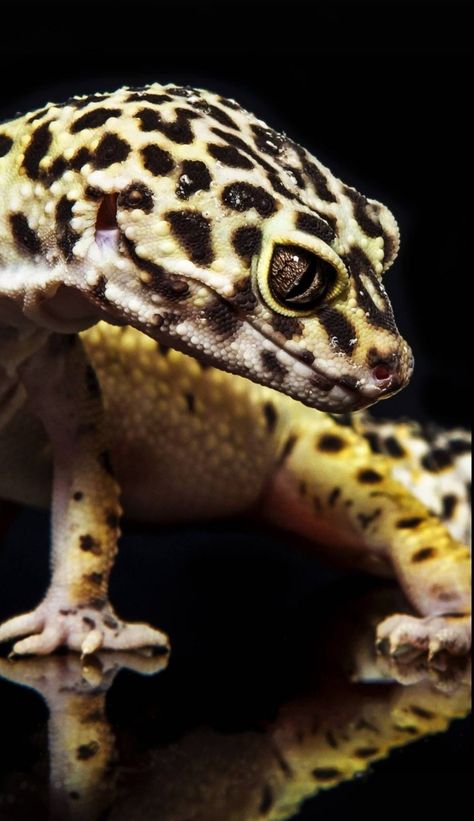 Leopard Gecko Wallpaper, Gecko Wallpaper, Leopard Gecko Funny, Funny Gecko, Pet Gecko, Leopard Gecko Cute, Leopard Gecko Habitat, Gecko Habitat, Gargoyle Gecko