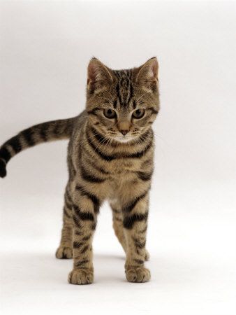 View topic - Will I ever fall in love? ~ Mythical creatures RP ... Brown Tabby Kitten, Tabby Cat Pictures, Cat Tabby, Cats Outside, Brown Tabby, Cat Reference, Tabby Kitten, Orange Tabby Cats, Owning A Cat