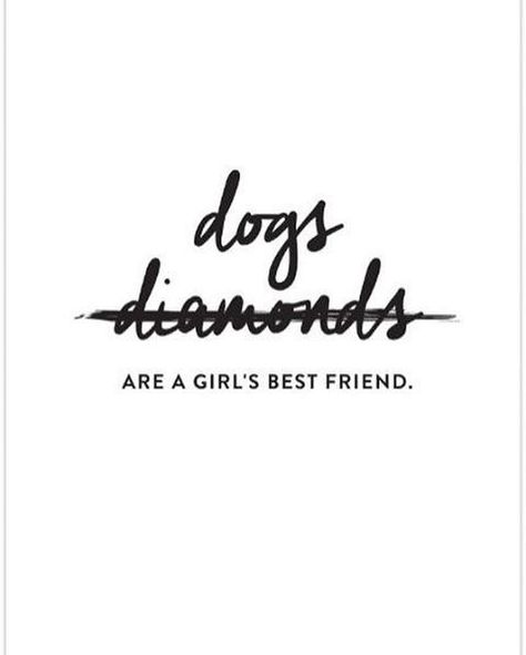 https://flic.kr/p/HF48z7 | Wedding season. Lou Dog, Dogs Quotes, Dog German, Crazy Dog Lady, Dog Lady, Humor Memes, Crazy Dog, E Card, Animal Quotes