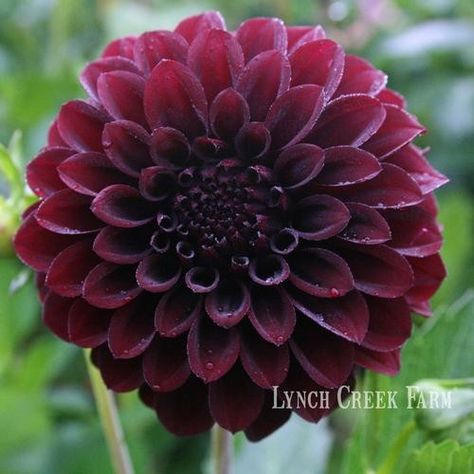 Dahlia Flower Garden, Burgundy Dahlia, Goth Garden, Clock Tattoo Design, Black Dahlia, Black Garden, Spring Bulbs, Dahlia Flower, Black Flowers