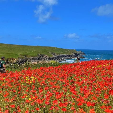 iWalk Cornwall on Instagram: "If you haven't seen the poppies yet at West Pentire then it is well worth a visit. Search West Pentire and Polly Joke in our walk shop on the app for the 2.2 mile circular walk which will take you around the poppy fields #newquay #coast #cornishcoast #poppies #wildflowers #cornwall #cornwalluk #cornwallcoastpath #pollyjoke #crantock" Poppy Fields, Cornish Coast, Poppy Field, It Is Well, Cornwall, Wild Flowers, Poppies, Walking, Travel