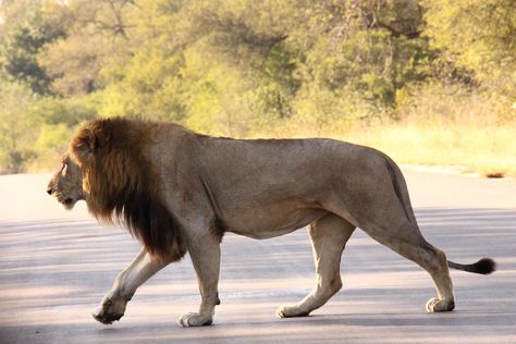 Lion (panthera leo) | por Peet van Schalkwyk Lion Body Drawing, Lion Body Reference, Lion Full Body, Lion Reference, Lion Walking, Lion Sketch, Panthera Leo, Lion Photography, Cat Anatomy