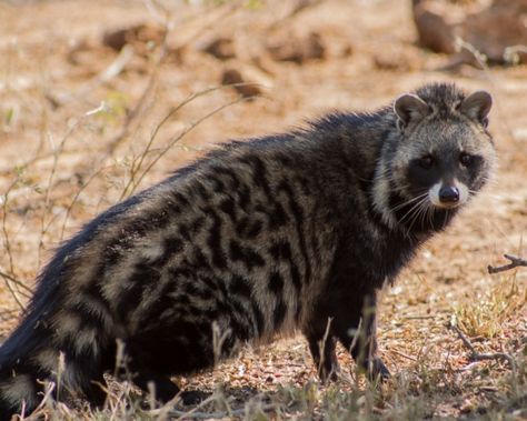 African Civet - Facts, Diet, Habitat & Pictures on Animalia.bio African Civet, African Forest Elephant, Bizarre Animals, African Antelope, Pretty Animals, Baboon, African Wildlife, Wild Dogs, African Animals