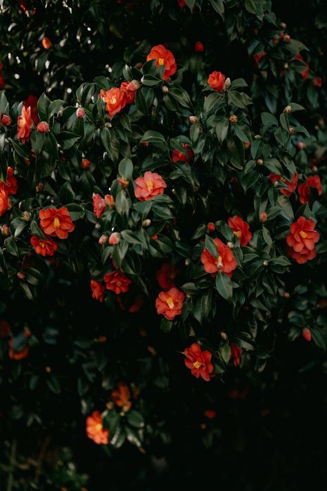 Camellia Flower Aesthetic, Camellia Aesthetic, Red Camellia, Camellia Japonica, Rose Images, Camellia Flower, Leaf Background, Nature Images, Green Wallpaper