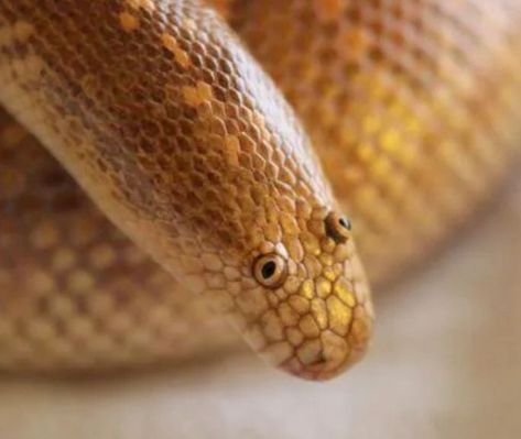 Arabian Sand Boa, Probably The Derpiest Animal Alive - 9GAG Cute Snake Pictures, Arabian Sand Boa, Boop Noodle, Snakes With Hats, Snake Aesthetic, Sand Snake, Weird Looking Animals, Pet Snakes, Small Snake