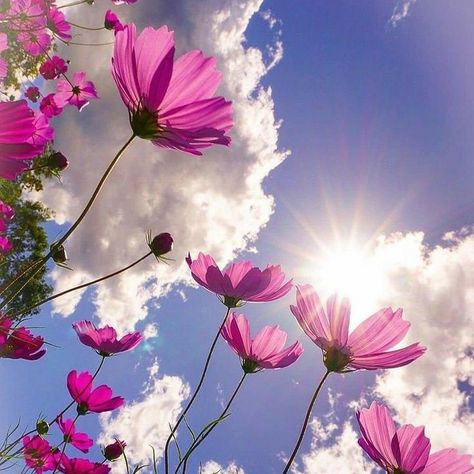 Beautiful Flowers Photography, Cosmos Flowers, Flowers Photography Wallpaper, Image Nature, Wallpaper Nature Flowers, Flower Background Wallpaper, Beautiful Flowers Wallpapers, Beautiful Landscape Wallpaper, Flower Phone Wallpaper